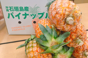 お中元 -川平ちゅらパイン-